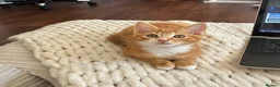 Domestic Shorthair cats for sale: 1 Beautiful Ginger Male Kitten  in Windsor - Advert 1