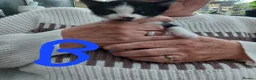 Mixed Breed cats for sale: Mixed litter of kittens - Advert 3