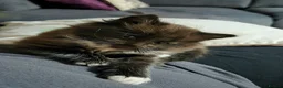 Siberian cats for sale: Last 2 baby boys, ready to leave soon, siberians - Advert 16