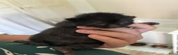 Domestic Shorthair cats for sale: 3 gorgeous Ginger Boys and one Black - Advert 8