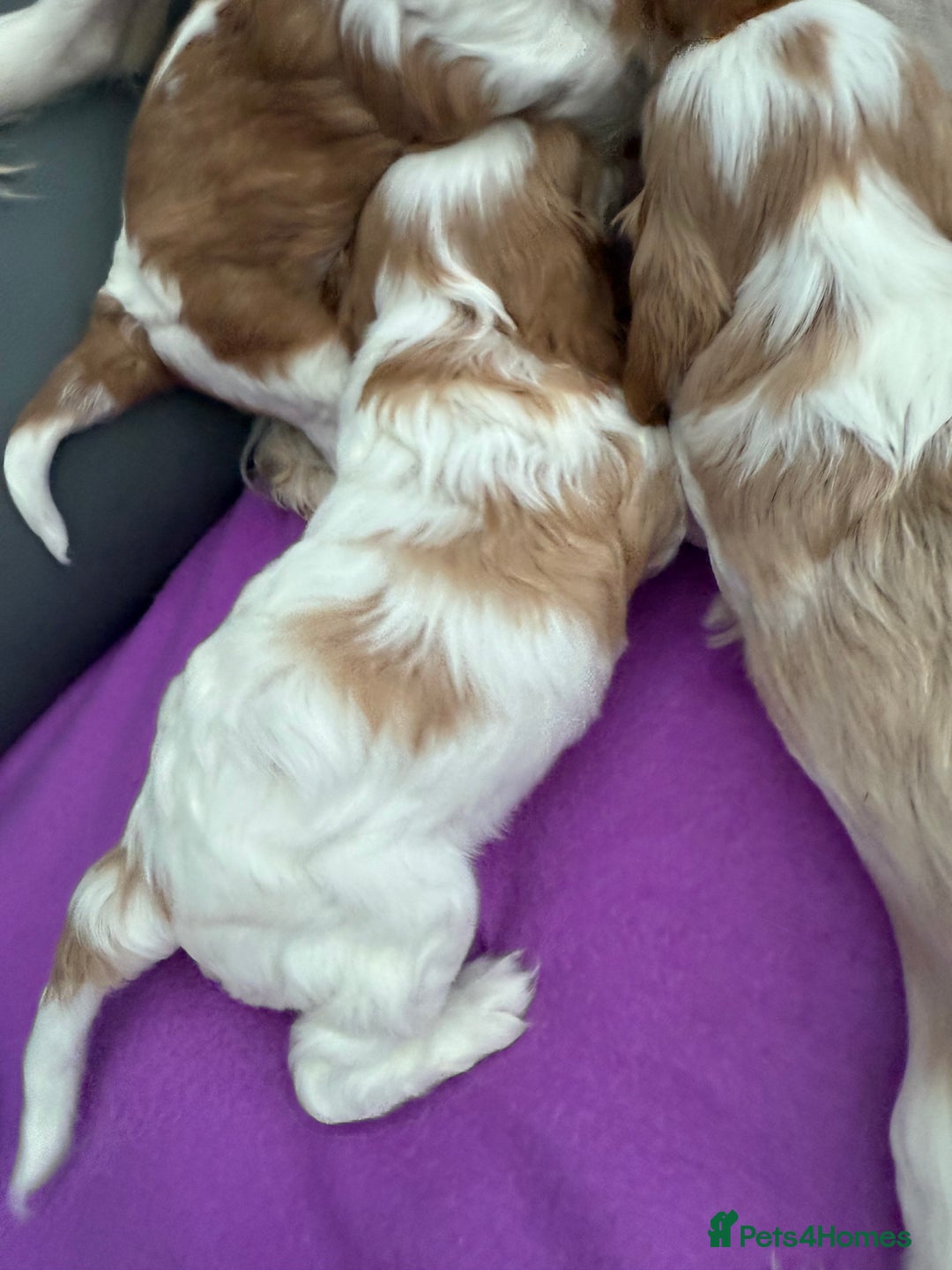 Cavalier King Charles Spaniel dogs for sale: Adorable Cavalier King Charles Spaniel  - Advert 15