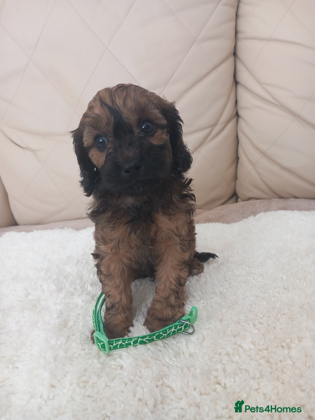 Cavapoo dogs for sale: Cavapoo puppies 8 weeks old ready to leave now - Image 4