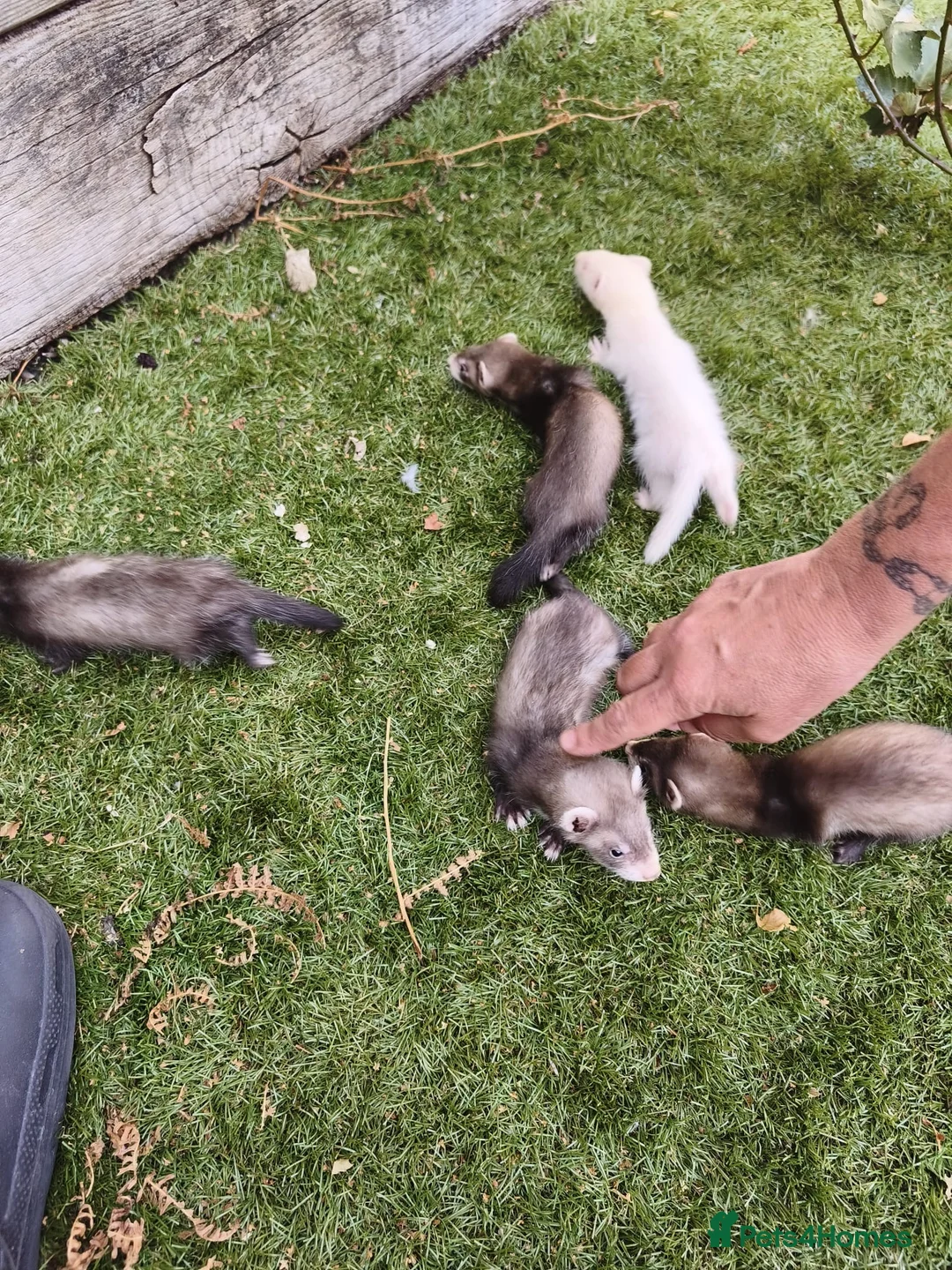 Ferret rodents for sale: Kits for sale in Dartford - Advert 1