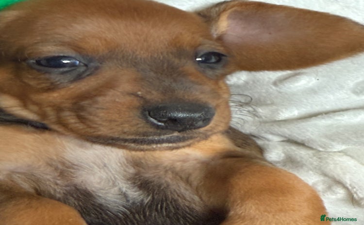 Dachshund dogs - Advert 9