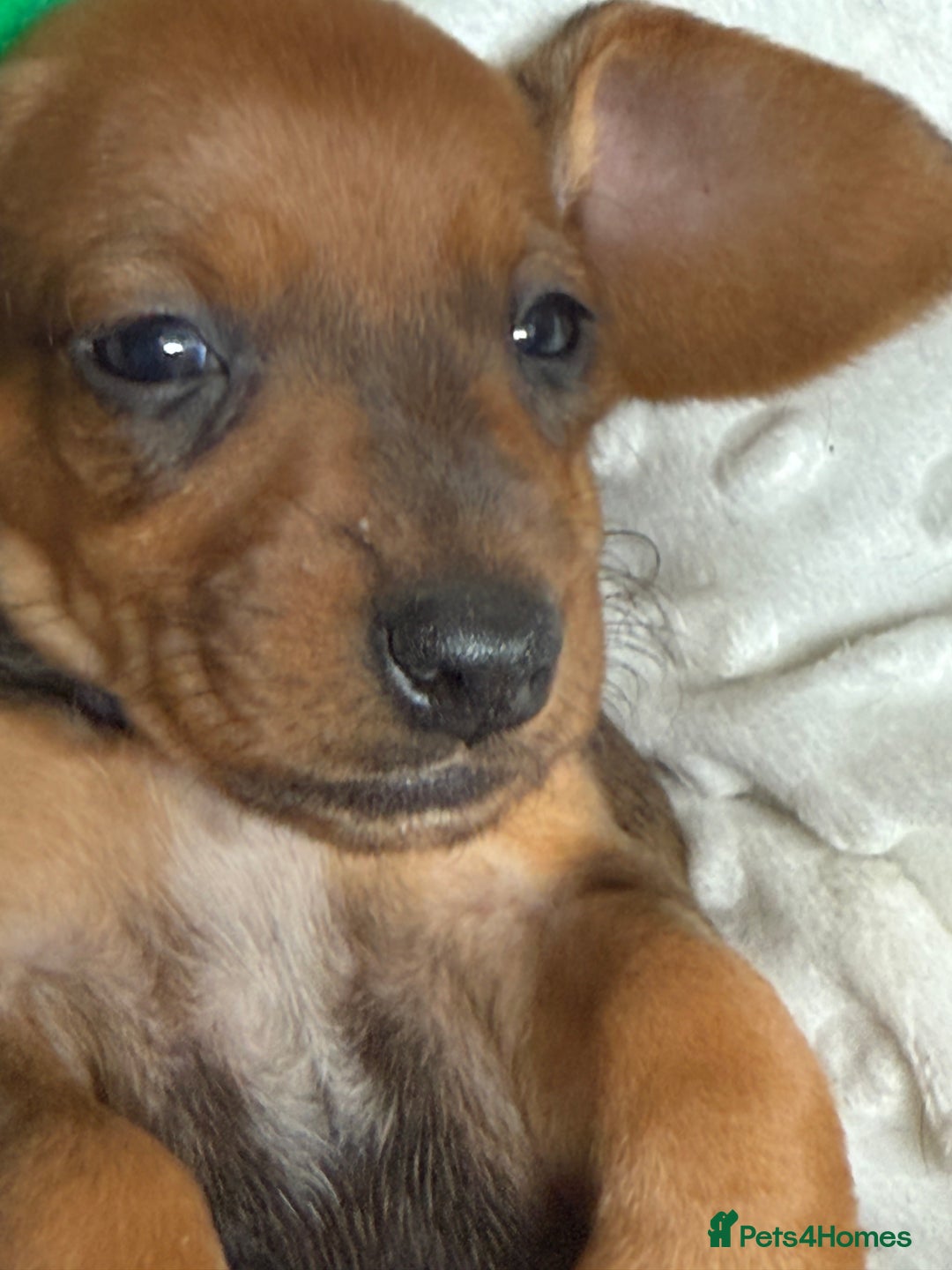Dachshund dogs for sale: Dachshund puppies looking for new family  - Image 1
