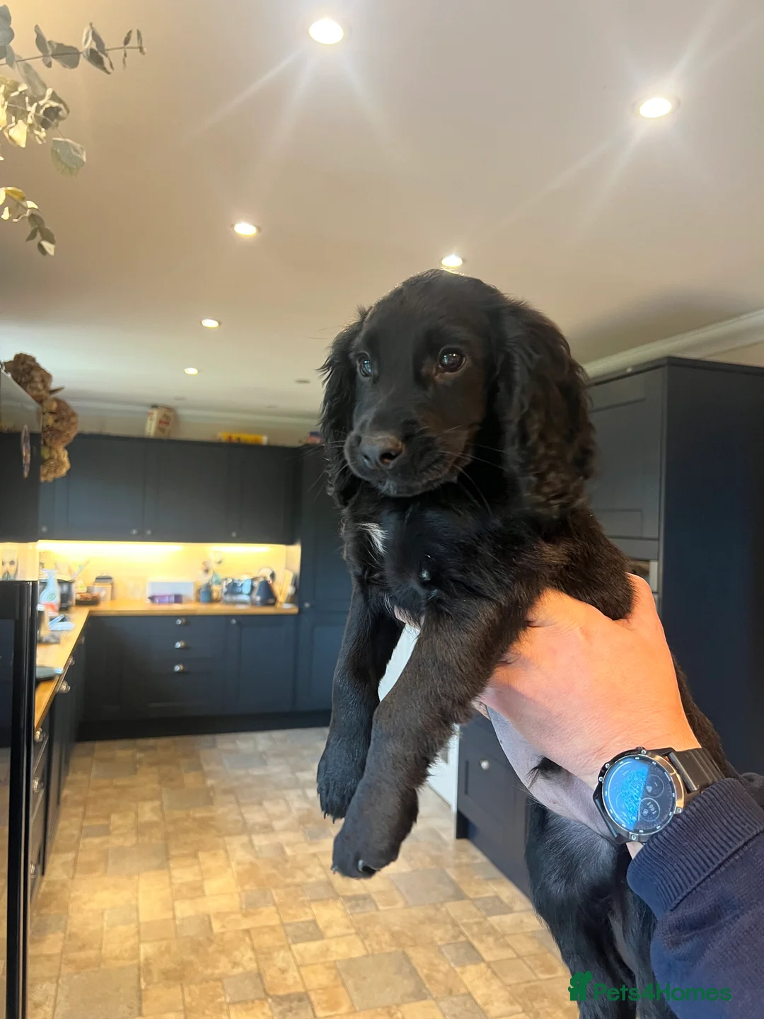 Cocker Spaniel dogs for sale: 2 Gorgeous Cocker spaniels puppy’s 🤩🥰 in Pitlochry - Advert 9
