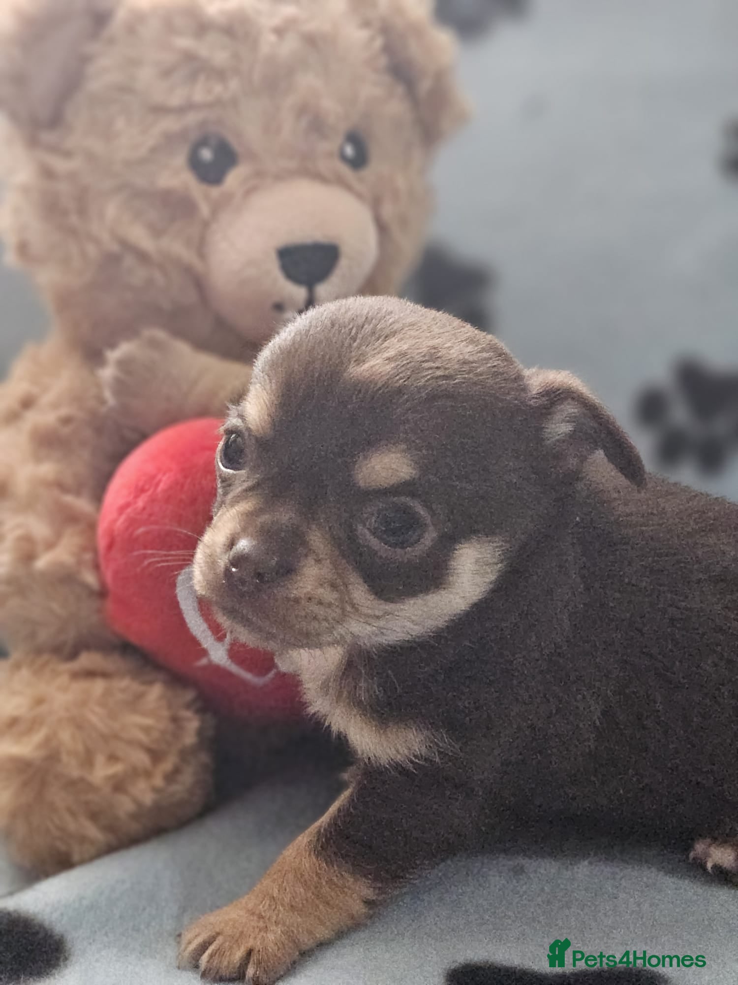 Chihuahua dogs Chihuahua puppies - Advert 9