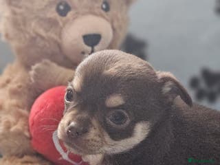 Chihuahua dogs Chihuahua puppies - Advert 9