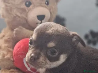 Chihuahua dogs Chihuahua puppies - Advert 18