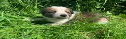 Border Collie dogs for sale: 4 gorgeous Border Collie Puppies - Advert 13