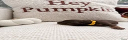 Miniature Dachshund dogs for sale: Long hair miniature daschund puppies for sale in Peterlee - Advert 31
