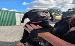 Labrador Retriever dogs for sale: Labrador Puppies  - Image 1