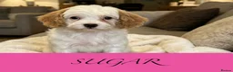 Cavapoo dogs for sale: Red cavapoo puppies - Advert 4