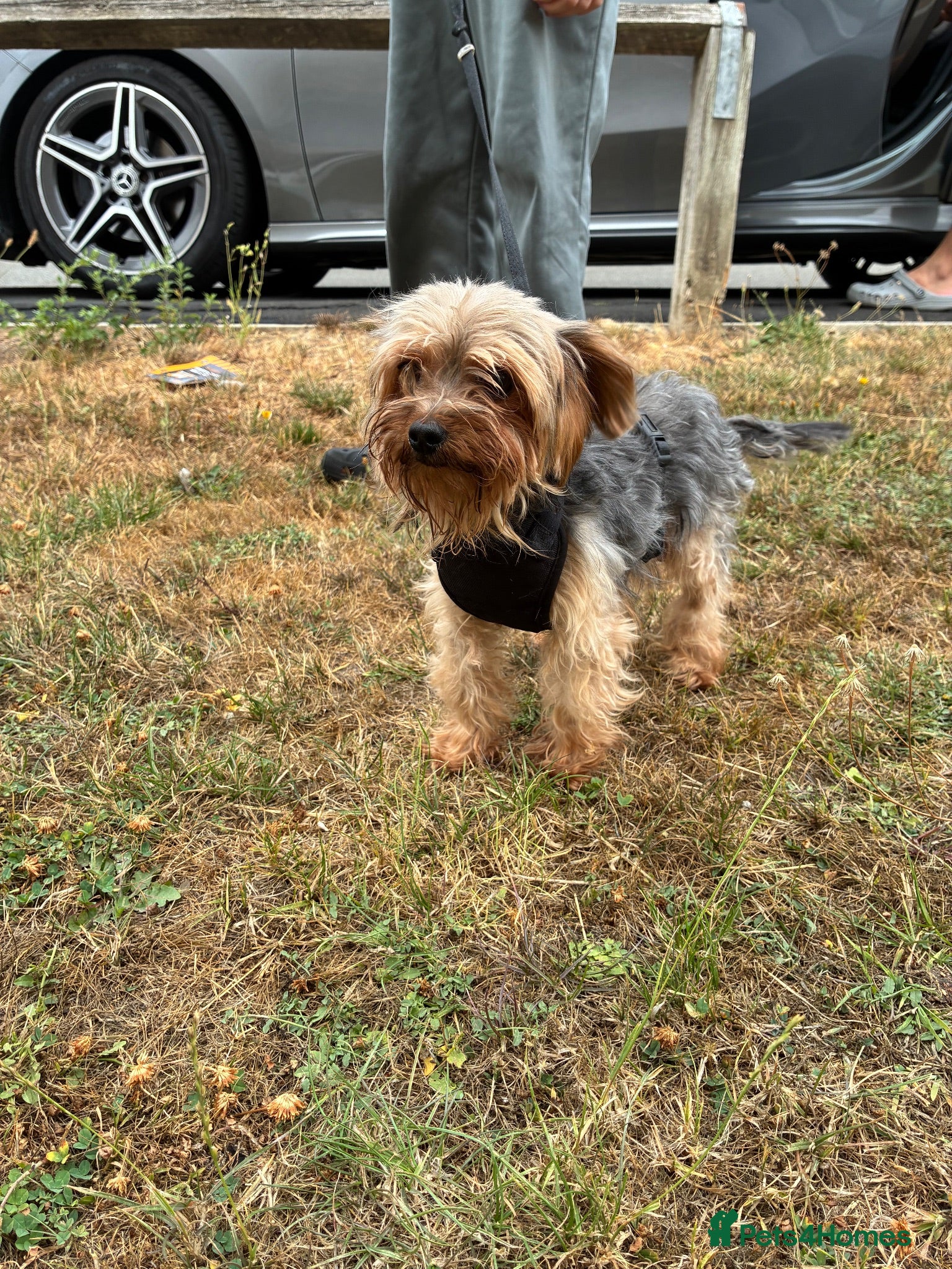 Yorkshire Terrier dogs Teacup Yorkie for sale  - Advert 10