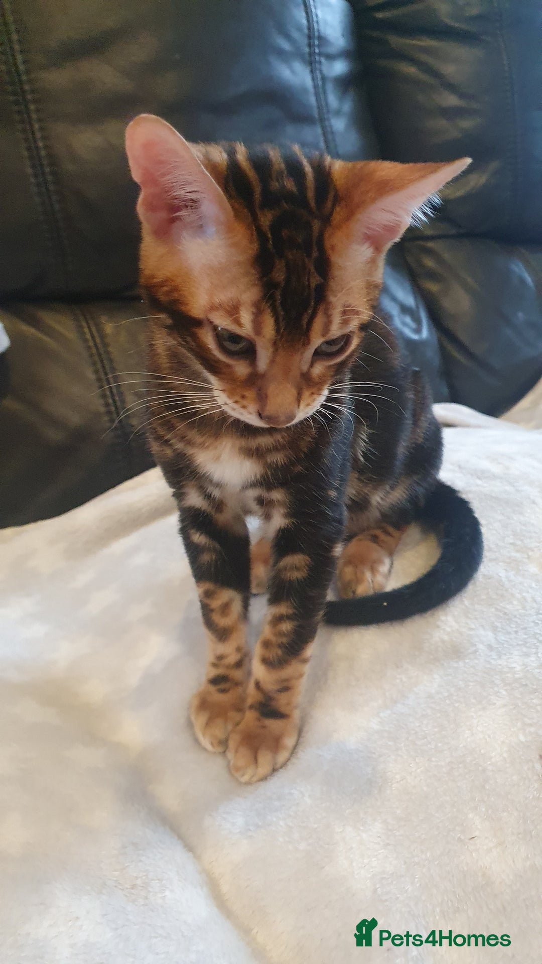 Bengal cats for sale: Pedigree Bengal Kittens - Advert 17