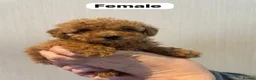 Shihpoo dogs for sale: beautiful shihpoo litter - Advert 4
