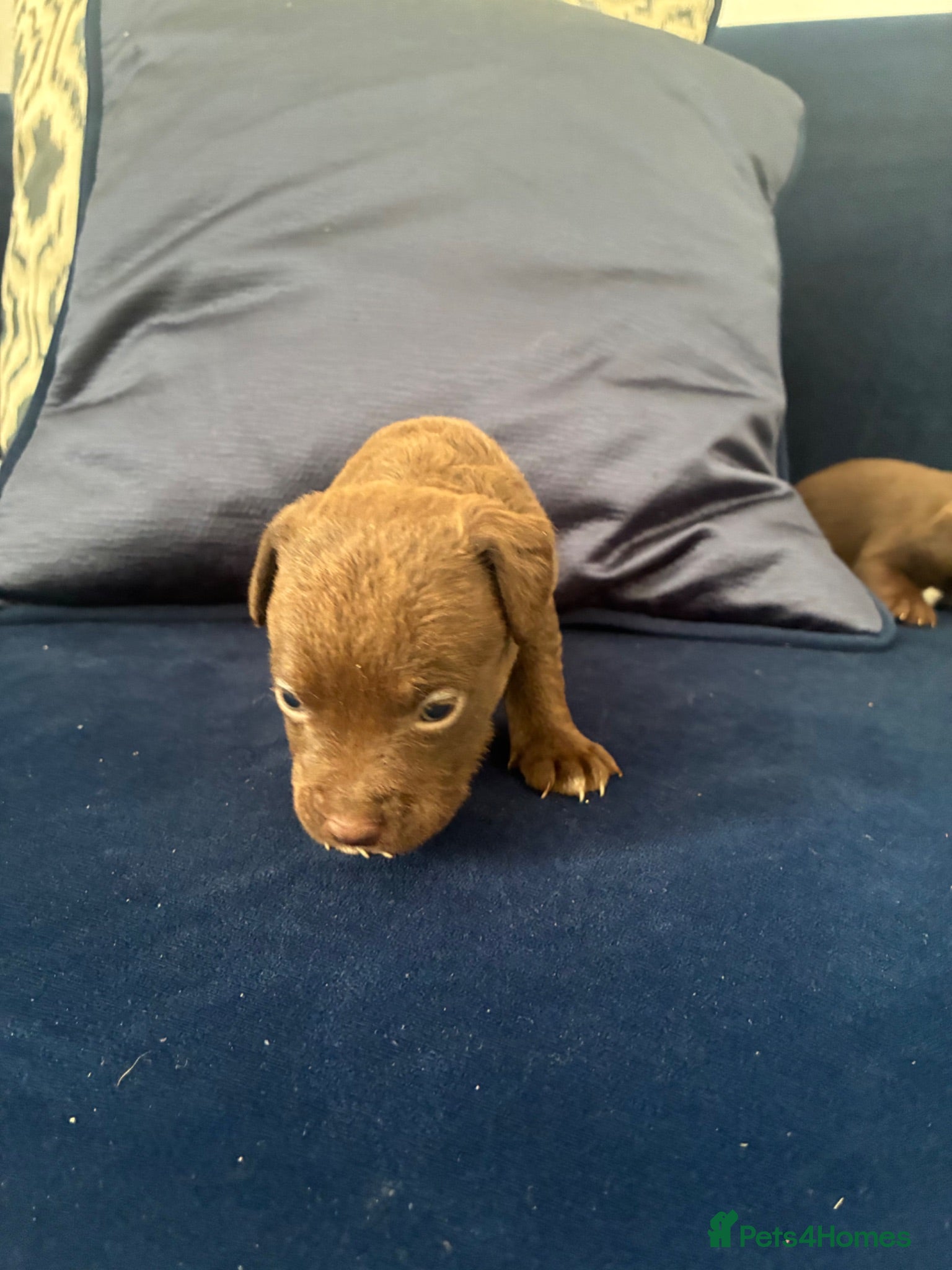 Patterdale Terrier dogs Patterdale Terrier Pups - Advert 2