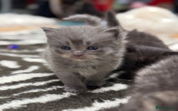 Perdoll cats for sale: Rare Perdolls  - Image 9