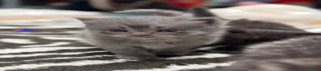 Perdoll Kitten Grey 