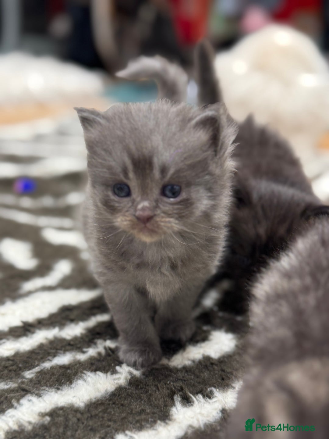 Perdoll cats for sale: Rare Perdolls  - Image 9