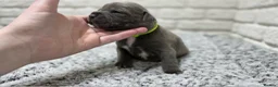 Staffordshire Bull Terrier dogs for sale: KC BLUE STAFFORDSHIRE BULL TERRIER PUPS - Advert 12