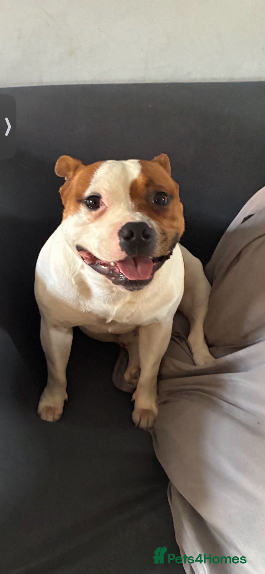 Staffordshire Bull Terrier dogs Top quality Staffordshire bull terrier  - Advert 2