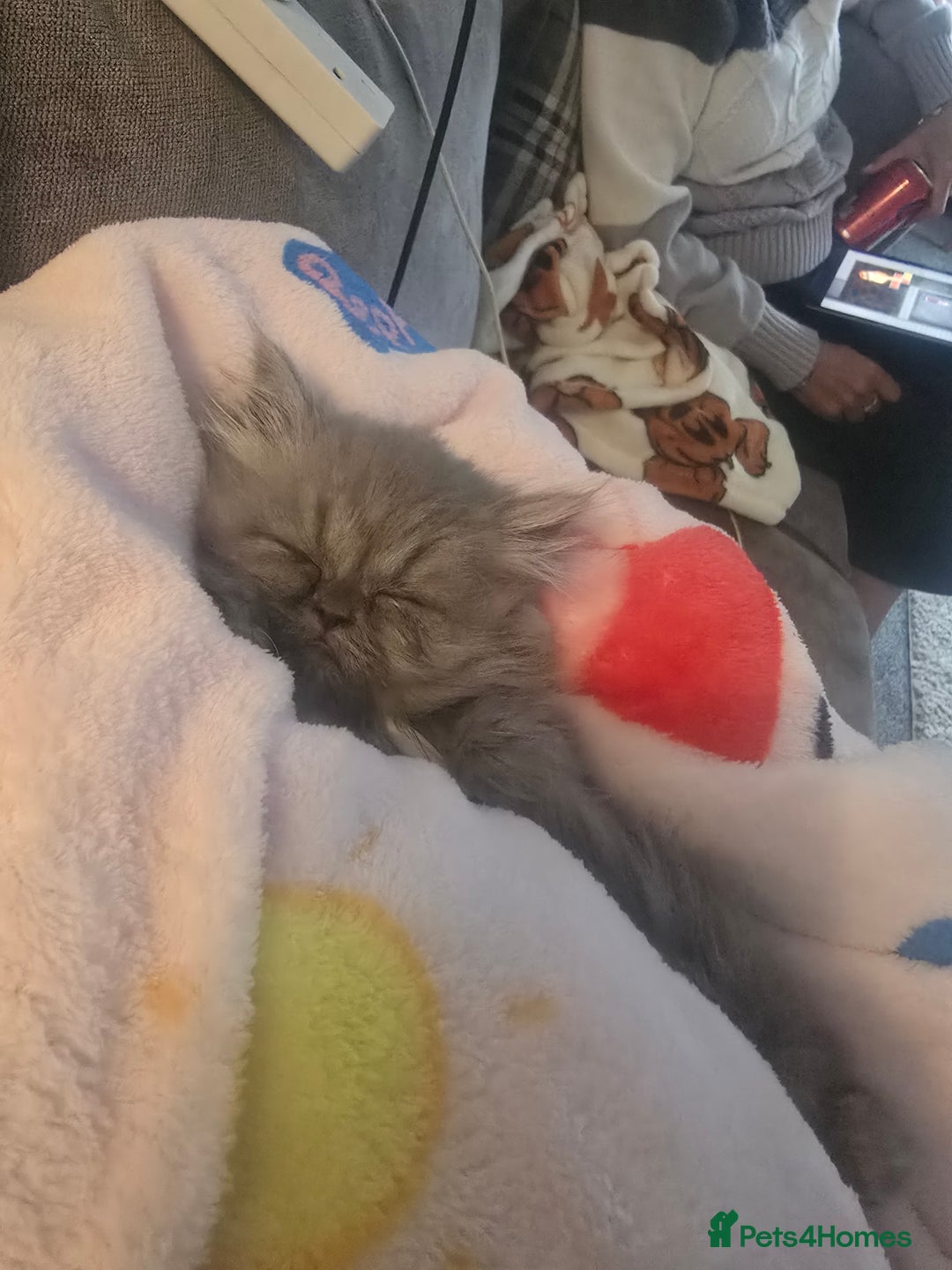 Persian cats for sale: Persians  - Image 18