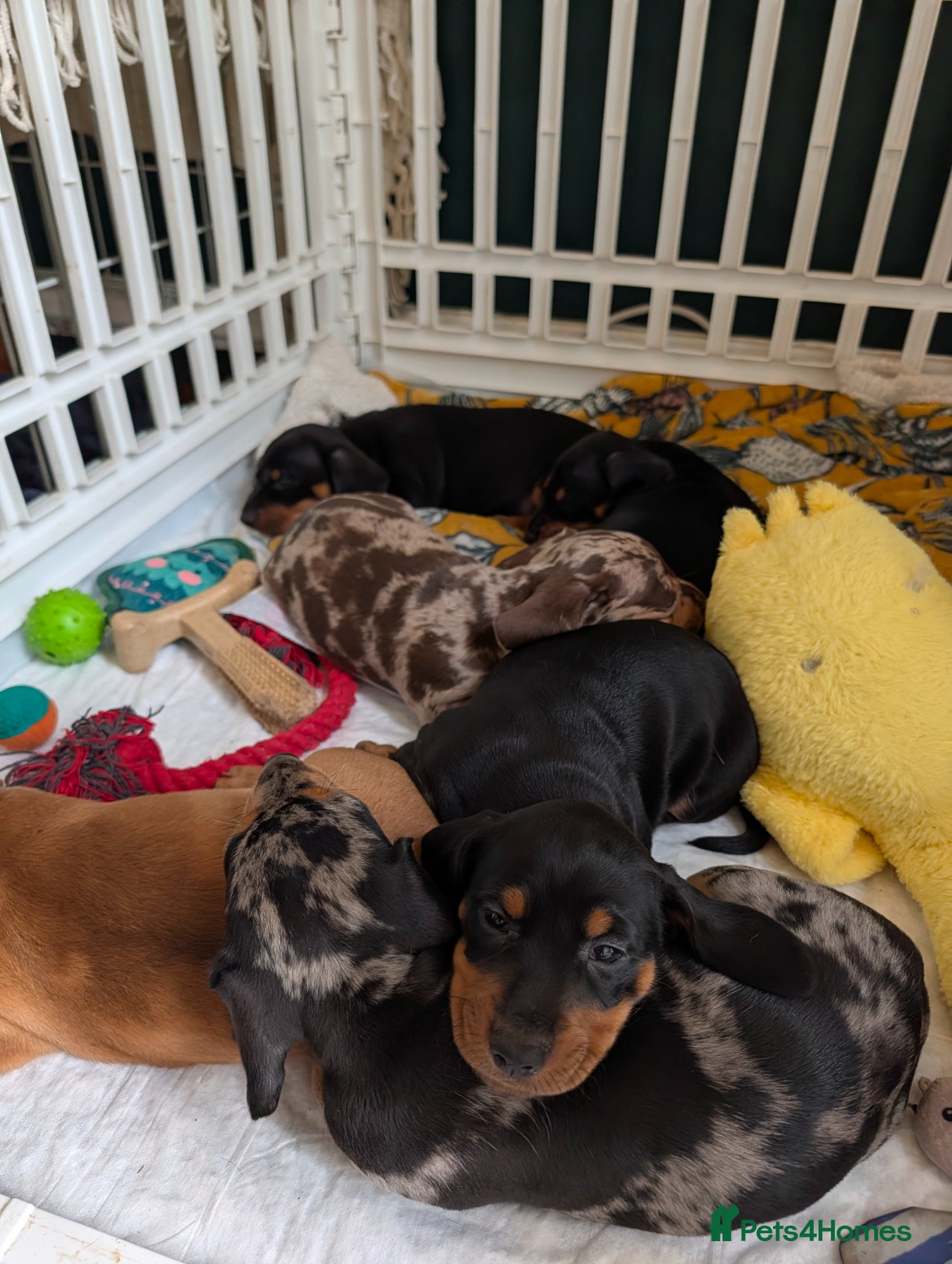 Dachshund dogs Last two black&tan Standard dachshund puppies  - Advert 2