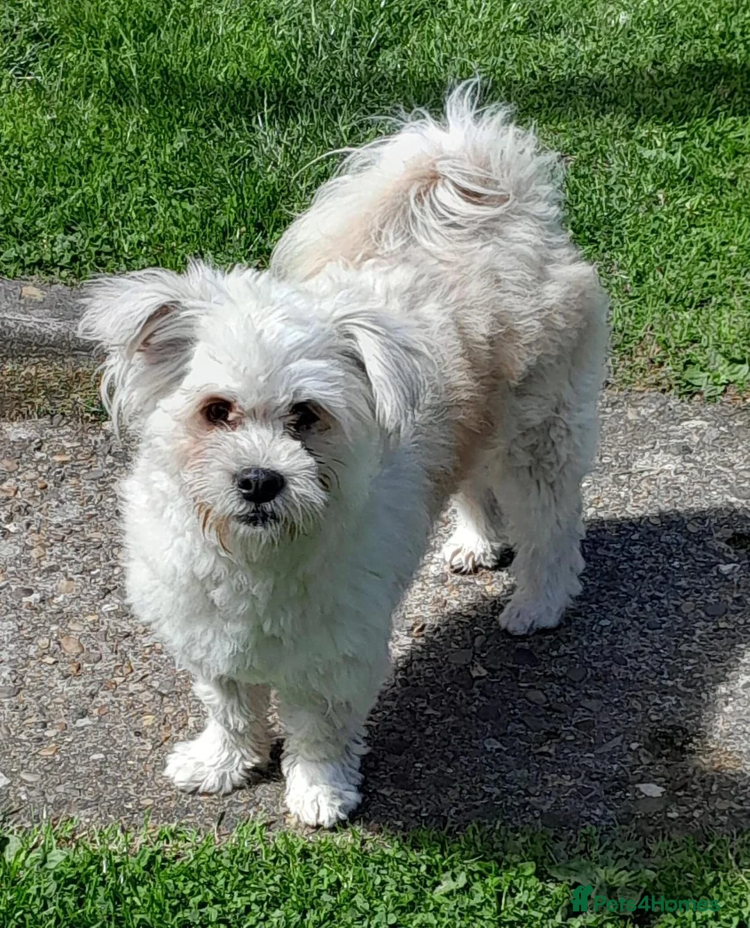 Mixed Breed dogs for adoption: Nando 💙 in Beverley - Advert 5