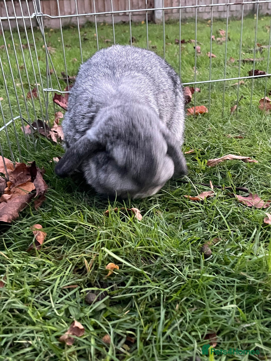 Mini Lop rabbits for sale: Adorable Coco - female Mini Lop - Advert 5