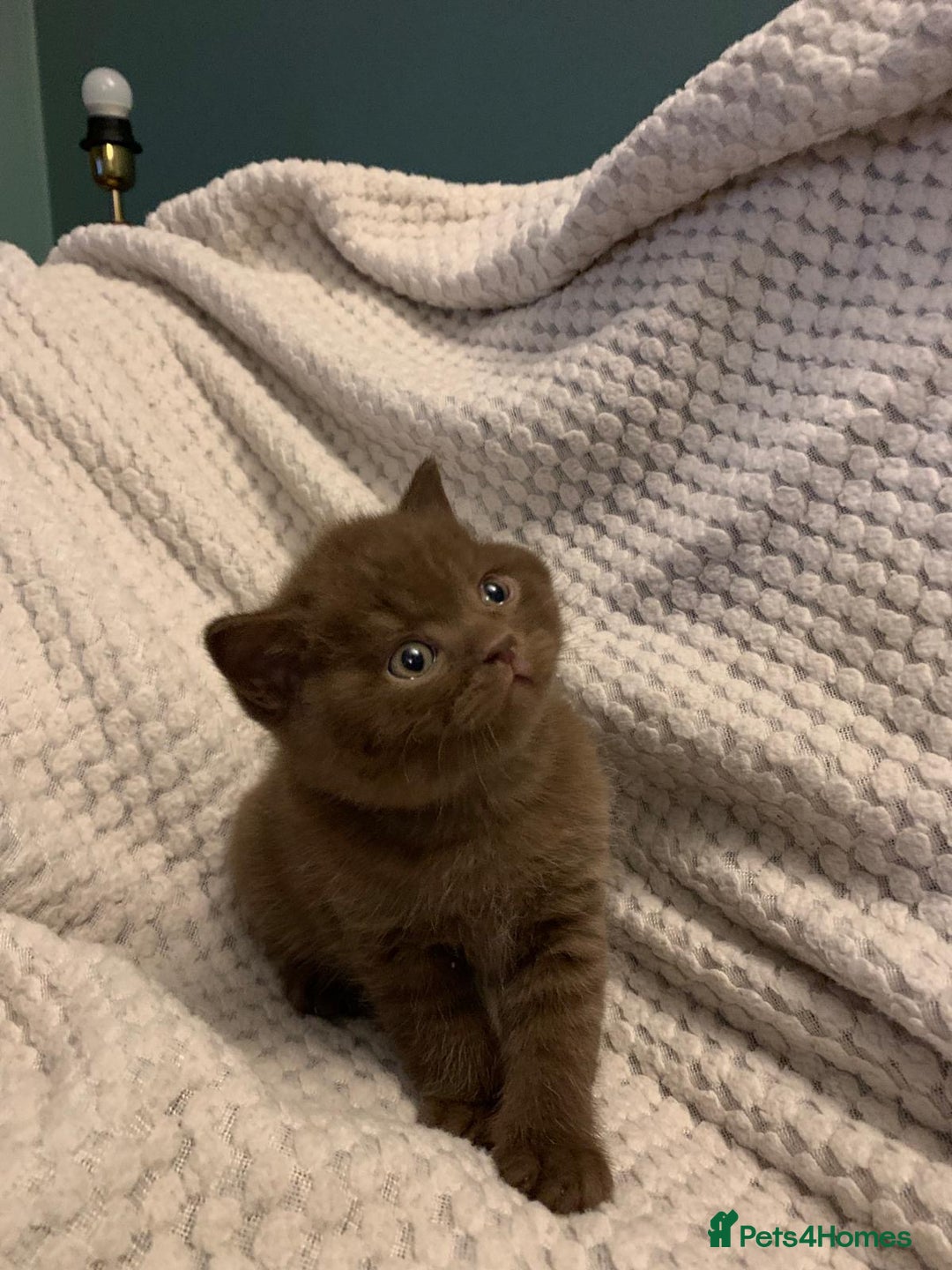 British Shorthair cats for sale: GCCF British shorthair kittens  - Advert 25