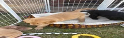Mixed Breed dogs for sale: Stunning litter Flat coat x golden retriever  in Telford - Advert 12