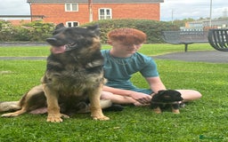 Mixed Breed dogs for sale: Beautiful German shepherd pup  - Image 4