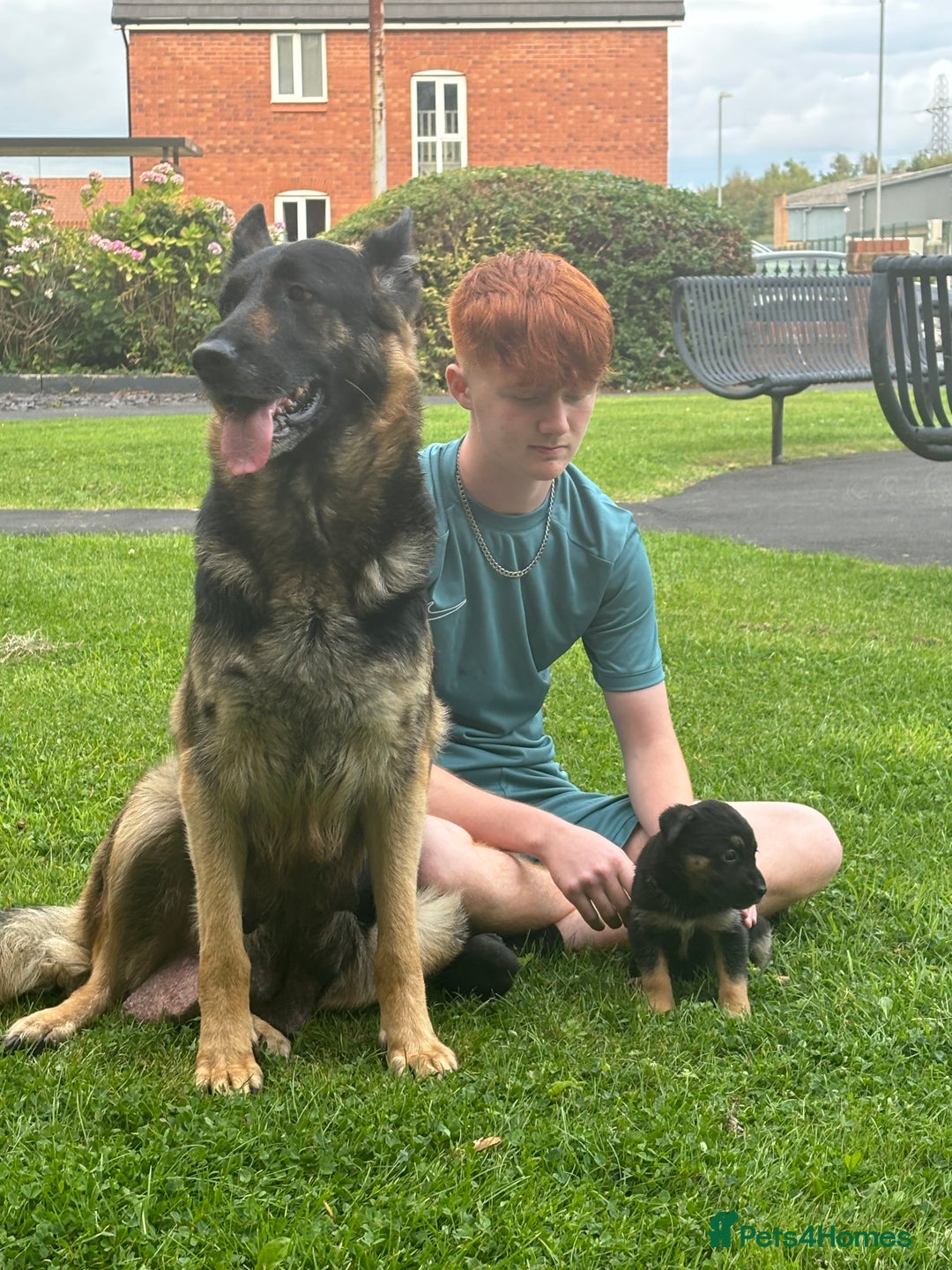 Mixed Breed dogs for sale: Beautiful German shepherd pup  - Image 4