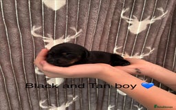 Dachshund dogs for sale: Tweenie dachshund puppies  - Image 5