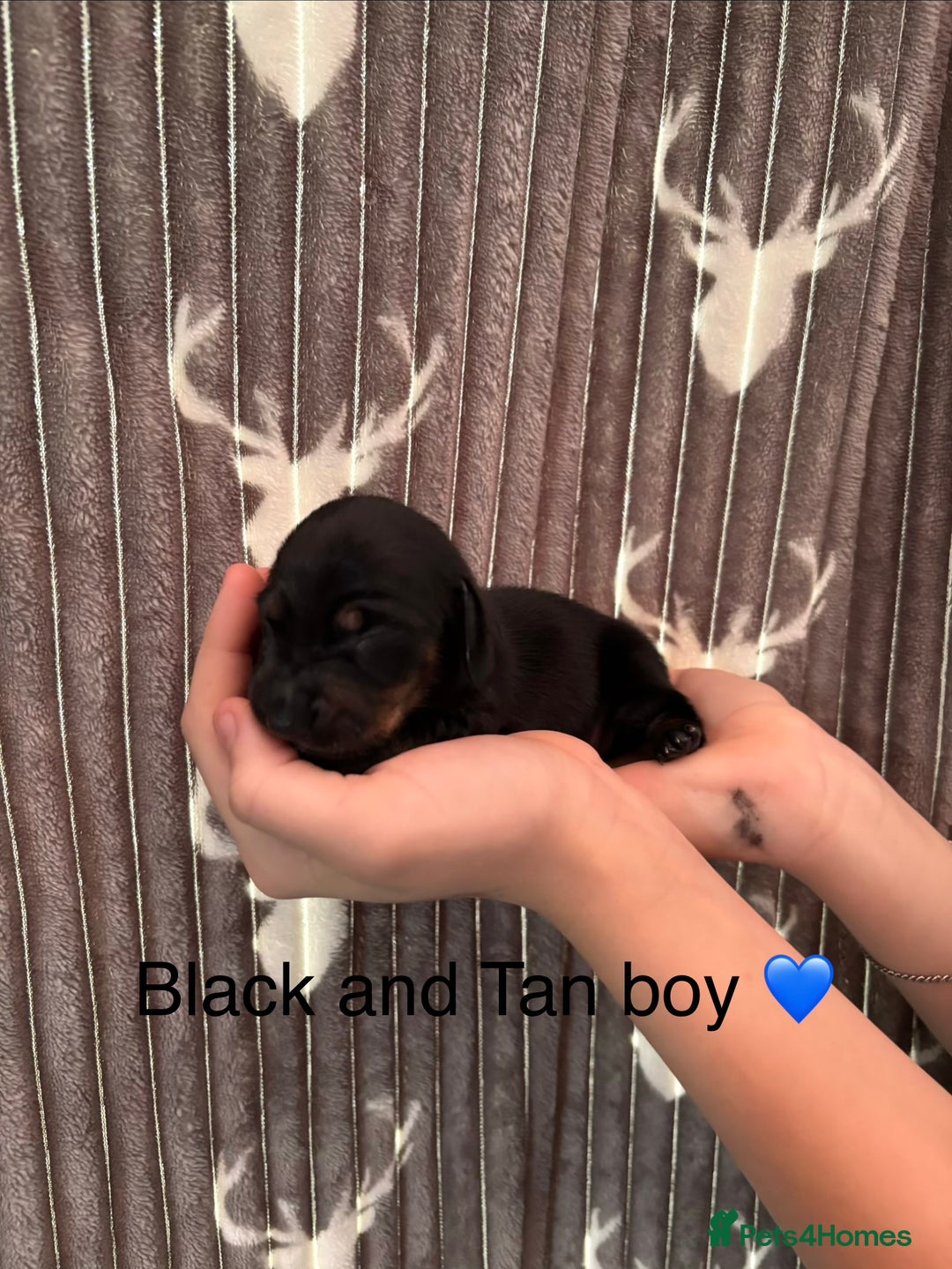 Dachshund dogs for sale: Tweenie dachshund puppies  - Image 5