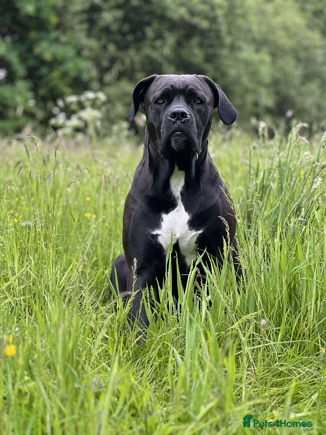 Cane Corso dogs for sale: Yuki x Aries Russian champ bloodline Puppies - Advert 2