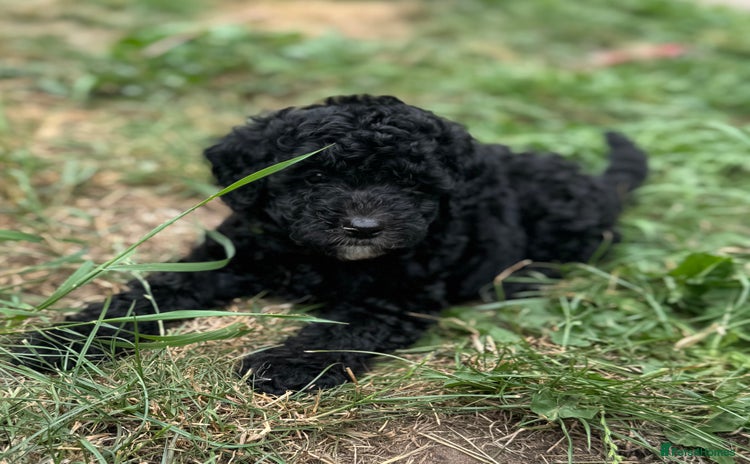 Cockapoo dogs - Advert 9