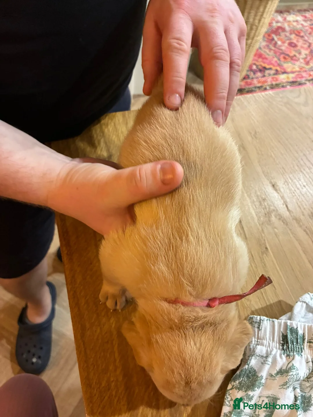 Labrador Retriever dogs for sale: KC Reg Yellow Lab Puppy - Advert 15