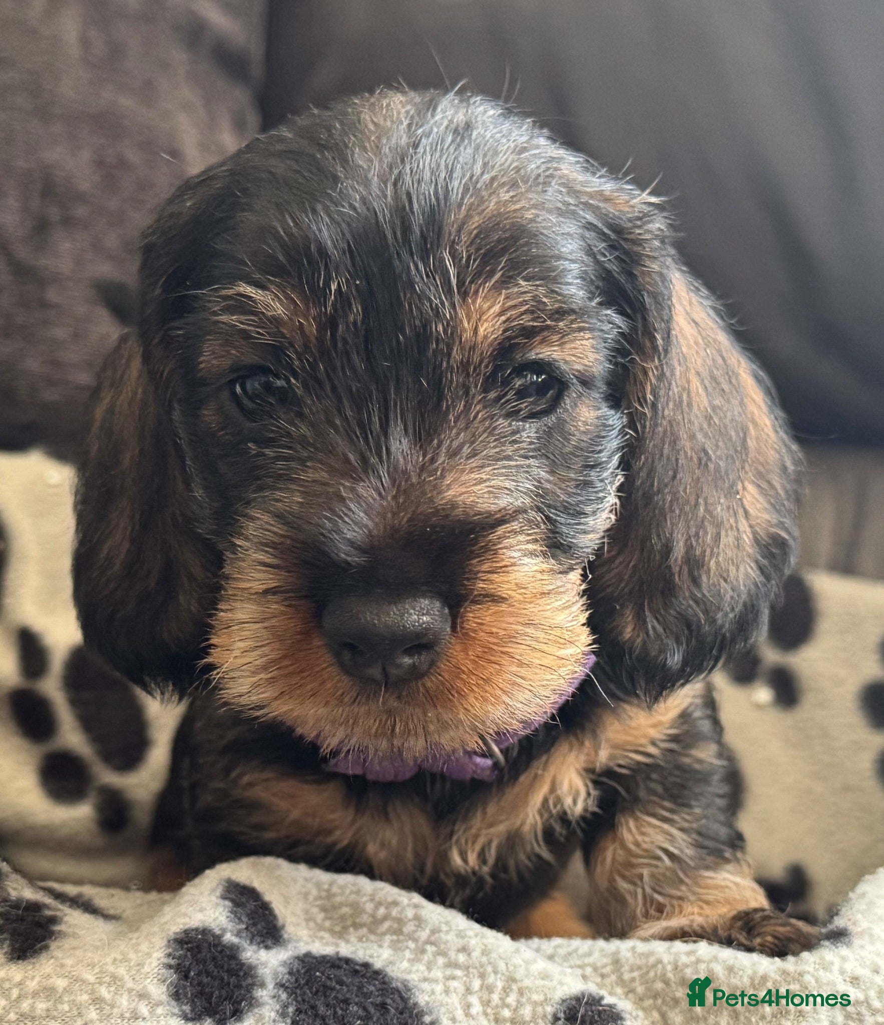 Dachshund dogs Meet Miss purple - last puppy   - Advert 3