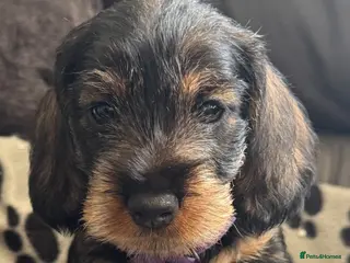Dachshund dogs Meet Miss purple - last puppy - Advert 3