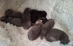 Scottish Fold cats for sale: 7 kittens for sale - ready 16th december - Image 19