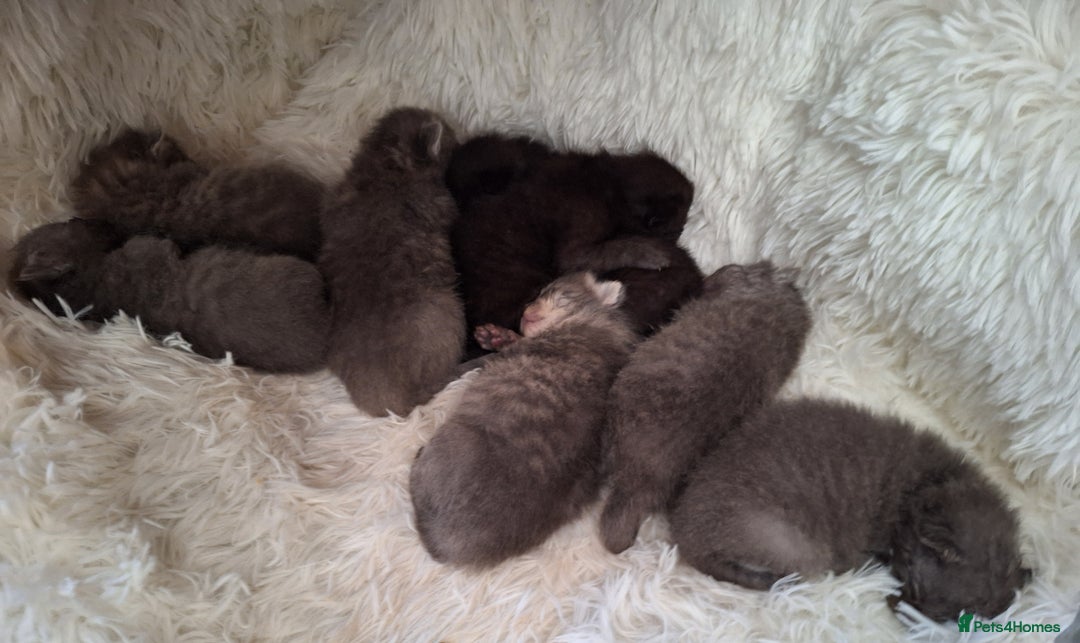 Scottish Fold cats for sale: 7 kittens for sale - ready 16th december - Image 19