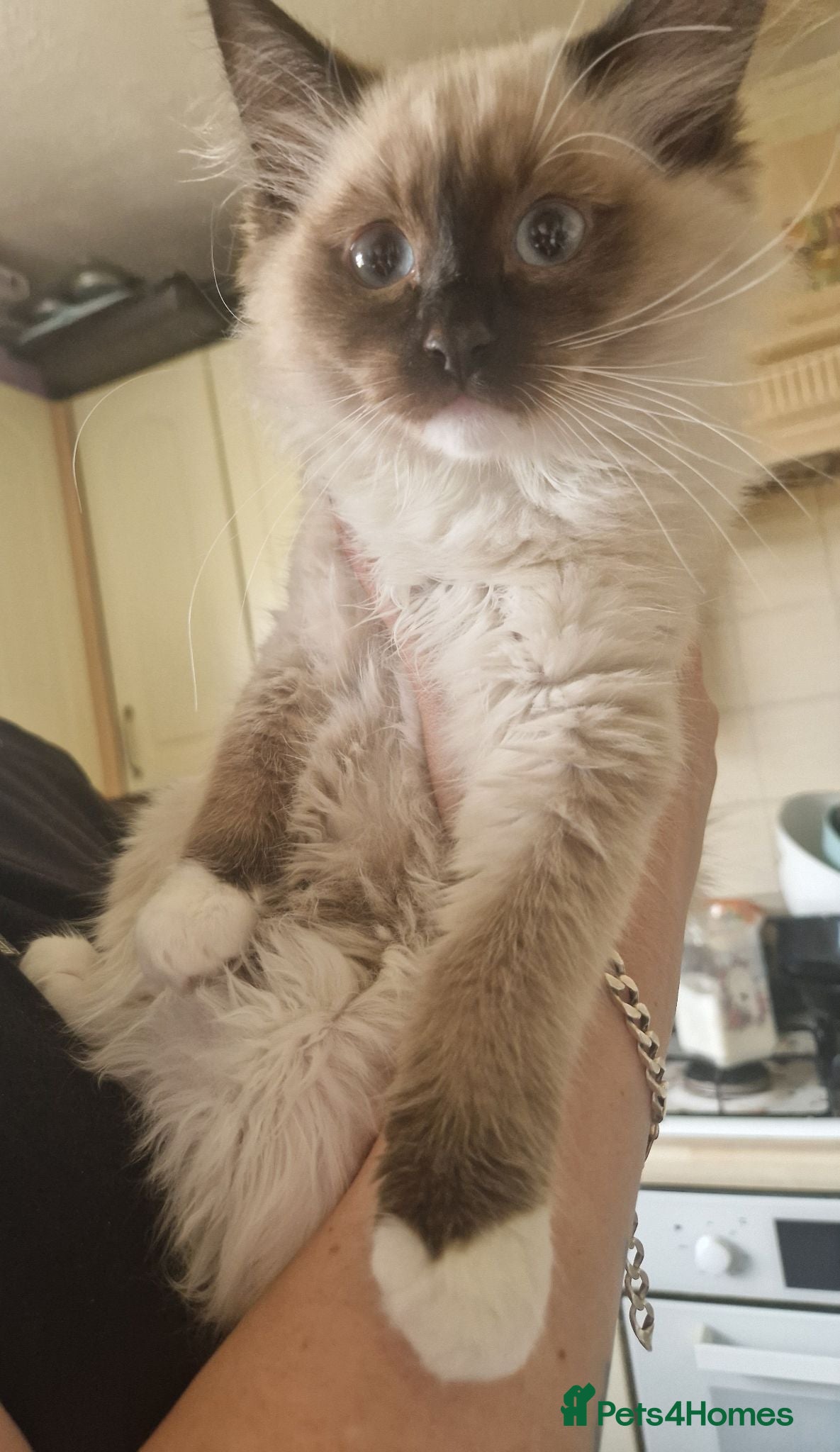 Ragdoll cats *Last 2 left* Beautiful Ragdoll kittens - Advert 7