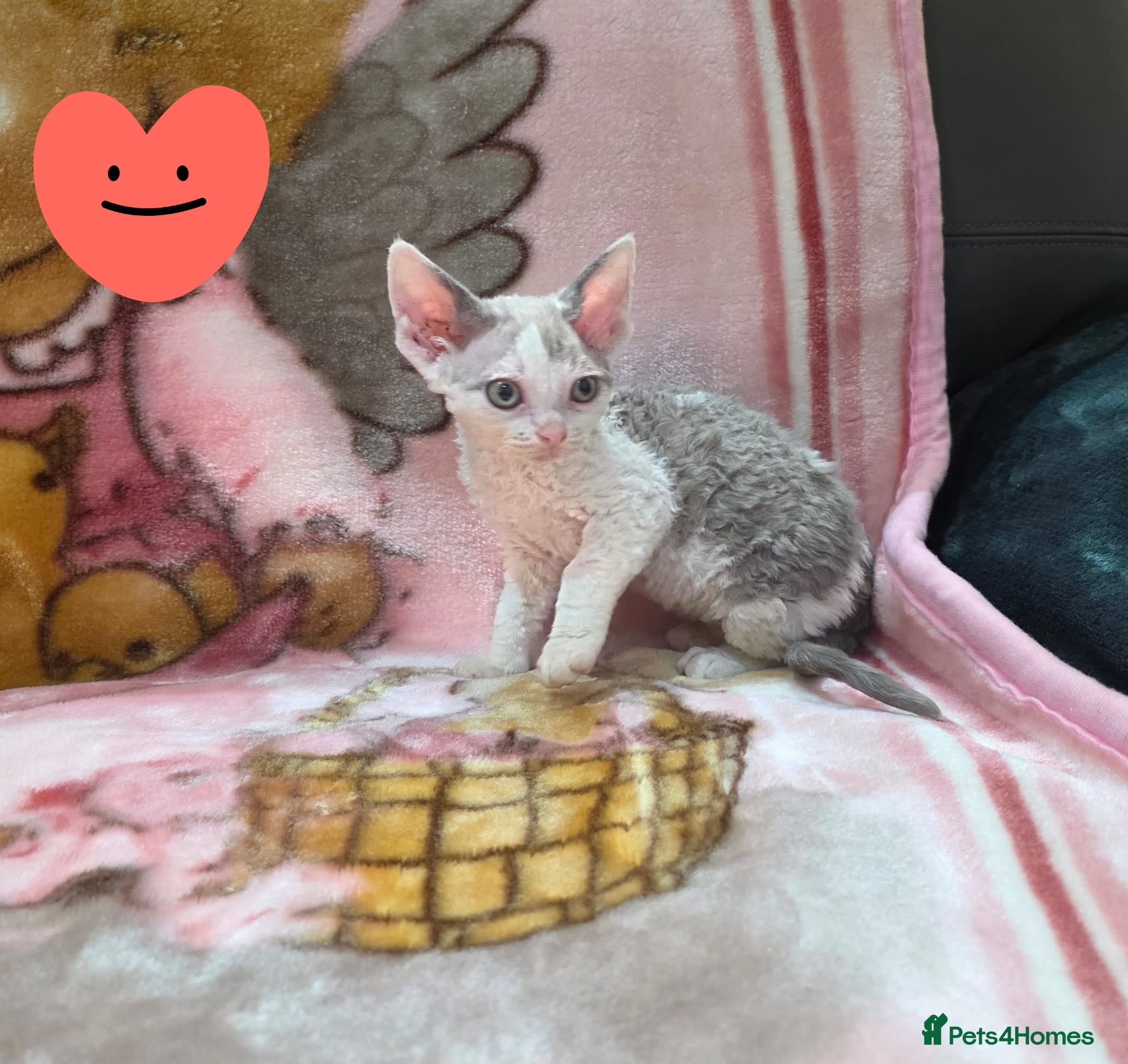 Devon Rex cats DEVOTED DEVONS  - Advert 1