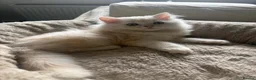 Persian cats for sale: ONLY 3/5 PERSIANS LEFT - Advert 13