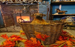 Irish Terrier dogs for sale: Beautiful Champion Lines KC Irish Terrier Puppies - Advert 5