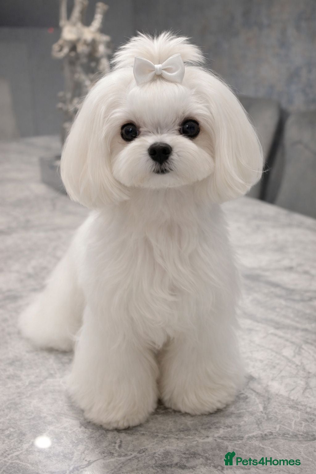 Maltipoo dogs Korean/Asian Maltipoo puppies  - Advert 6