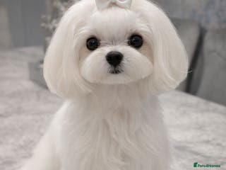 Maltipoo dogs Korean/Asian Maltipoo puppies - Advert 6