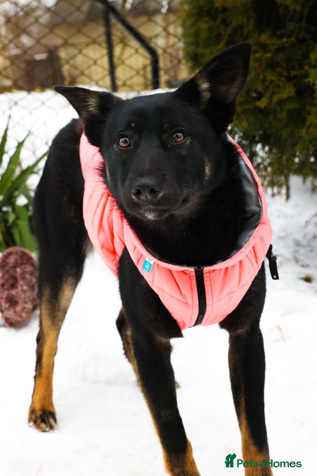 Mixed Breed dogs ❤️ADELE❤️11-month lower-medium soft natured girl - Advert 2